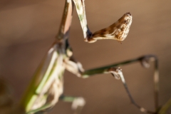 BaudTh_120706_2934.jpg