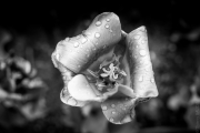 1_BaudTh_100509_1869_1200px