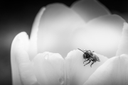1_BaudTh_100509_1997_1200px