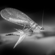 1_BaudTh_100627_3991_1200px