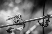 BaudTh_130716_1957_1200px
