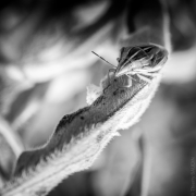 BaudTh_130716_1963_1200px