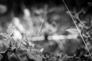 BaudTh_130716_1985_1200px