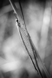 BaudTh_130716_1991_1200px