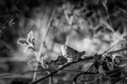 BaudTh_130716_2000_1200px