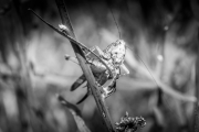 BaudTh_130716_2085_1200px