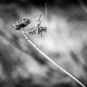 BaudTh_130716_2087_1200px