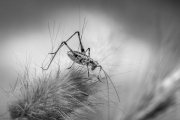 BaudTh_130716_2097_1200px