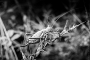 BaudTh_140707_5161_1200px