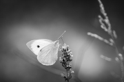 BaudTh_150621_2620.jpg