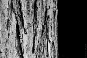 BaudTh_160312_8726.jpg